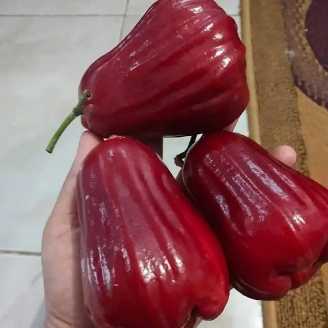 Jambu Citra